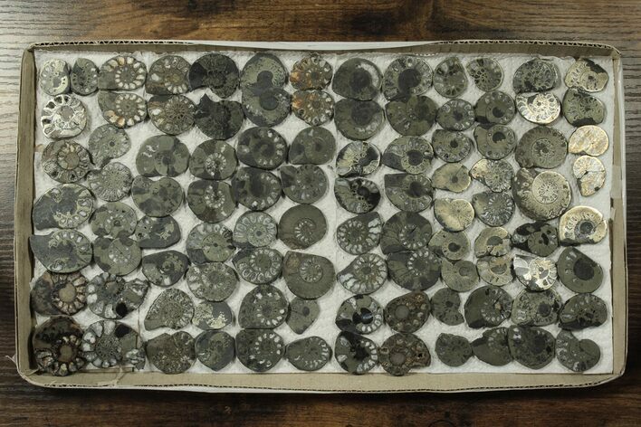 Lot: Cut & Polished, Pyrite Replaced Ammonite Pairs - Pairs #230338